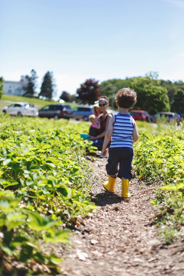 strawberry picking.