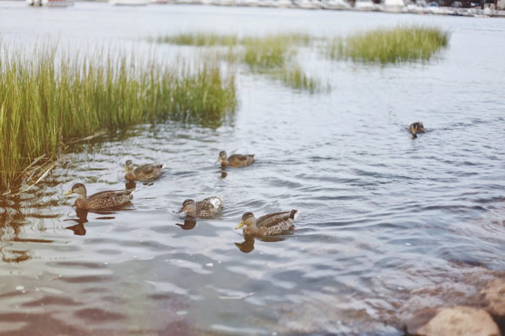 a trip to the park that got rained out + a naturebox giveaway! :: CLOSED